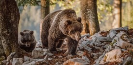 Nasveti za nepozaben ogled medveda na Kočevskem