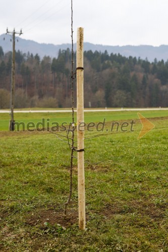 V Besnici ob šoli zasadili besniške voščenke