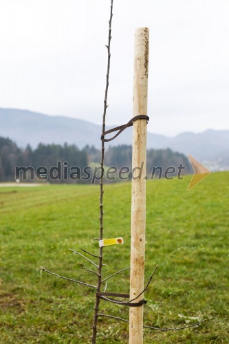 V Besnici ob šoli zasadili besniške voščenke