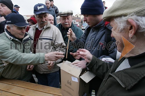 Deljenje cepičev Stare trte na Lentu