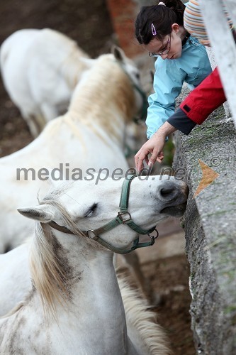 Lipicanci