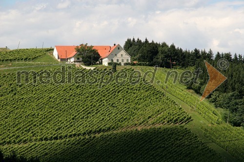 Vinograd Fakultete za kmetijstvo, UKC Pohorski dvor Meranovo