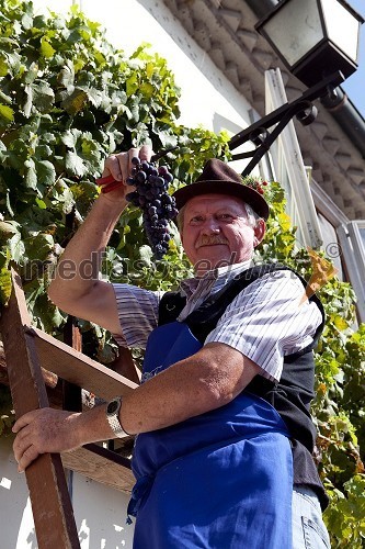 	Obiranje grozdja stare vinske trte