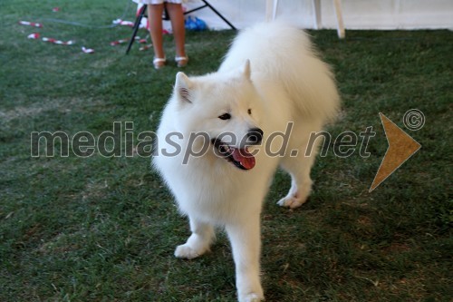 Anatina Duran Duran, pasme samojed, lastnica Martina Kavčič, Slovenija