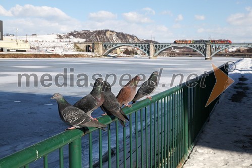 Reka Drava, Maribor