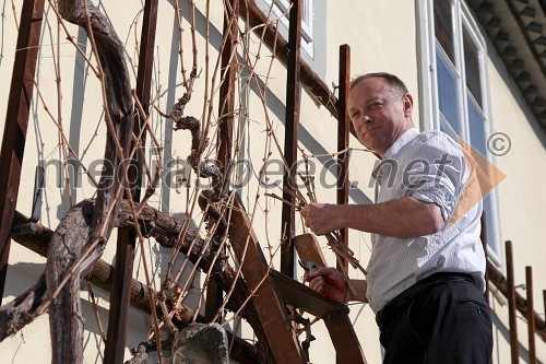 Stanislav Kocutar, mestni viničar in skrbnik Stare trte