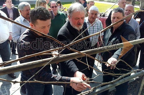 Rez potomke stare mariborske trte na Dvoru Jezeršek