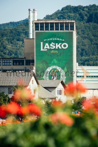 50. Pivo in cvetje, nedelja, festivalsko dogajanje