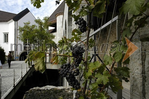 Grajska trta na Ljubljanskem gradu