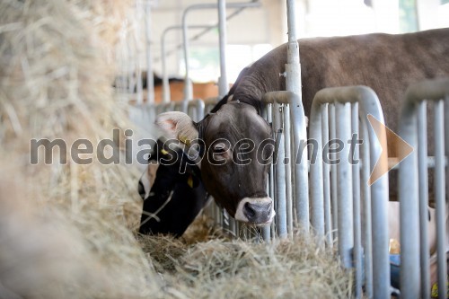 Odprtje 54. mednarodnega kmetijsko-živilskega sejma AGRA