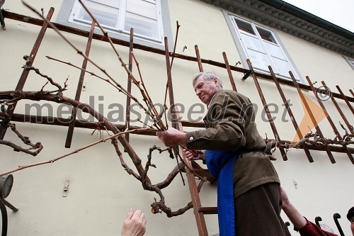 Mag. Tone Zafošnik, mestni viničar