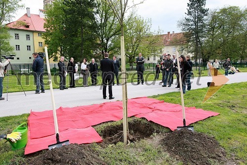 Zasaditev platan na Savinjskem nabrežju v Celju