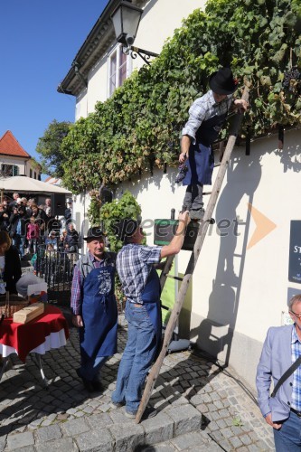 Svečana trgatev Stare trte 2018