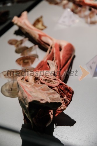 Otvoritev razstave Body Worlds Vital