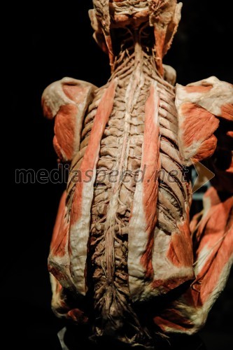 Otvoritev razstave Body Worlds Vital