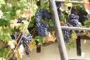 Žametna črnina, grozdje najstarejše trte na svetu