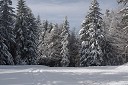 Zimska pravljica na Pohorju