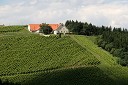 Vinograd Fakultete za kmetijstvo, UKC Pohorski dvor Meranovo