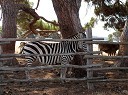 Zebra v Narodnem parku Brioni