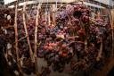 Naravno sušeno grozdje sorte dišeči traminec