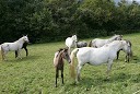 Konji Lipicanci